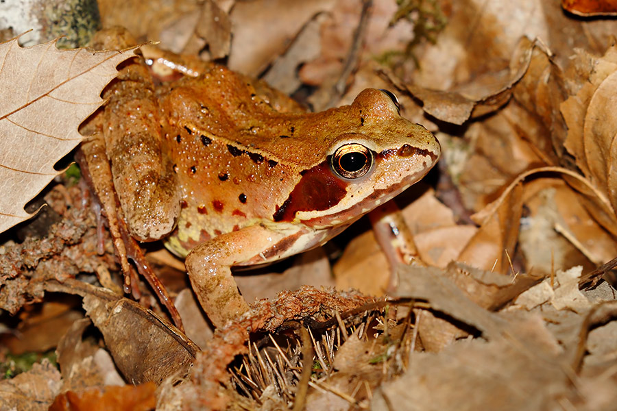 Rana dalmatina? Molto probabile